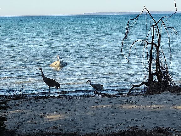 Sand Cranes On Beach