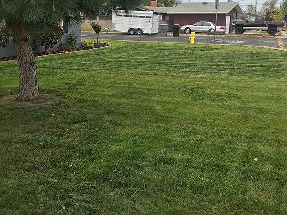 Front lawn now