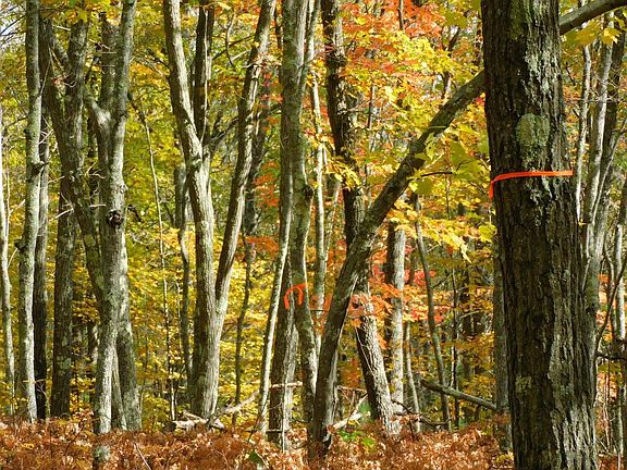 4th image of xxxx Sajdak Rd