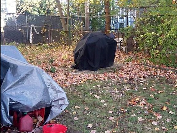 Large backyard