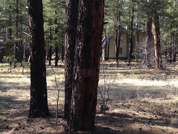 5th image of 7020 Tall Pine Dr