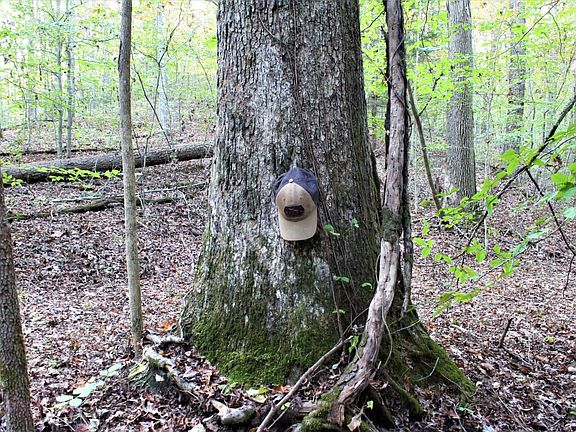 One of the many big mature white oaks on the property