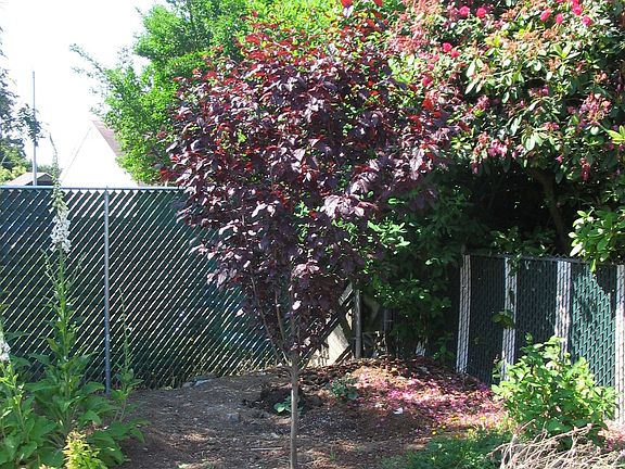 Cherry Tree in Back Yard