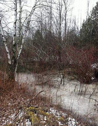 Winter, 'gully' behind house