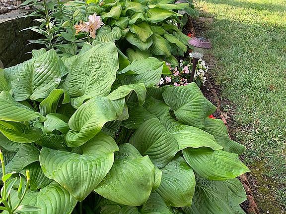 Shade garden back yard