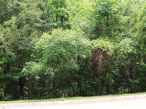 4th image of LOT 84 Smoky Cove Rd Lot 84