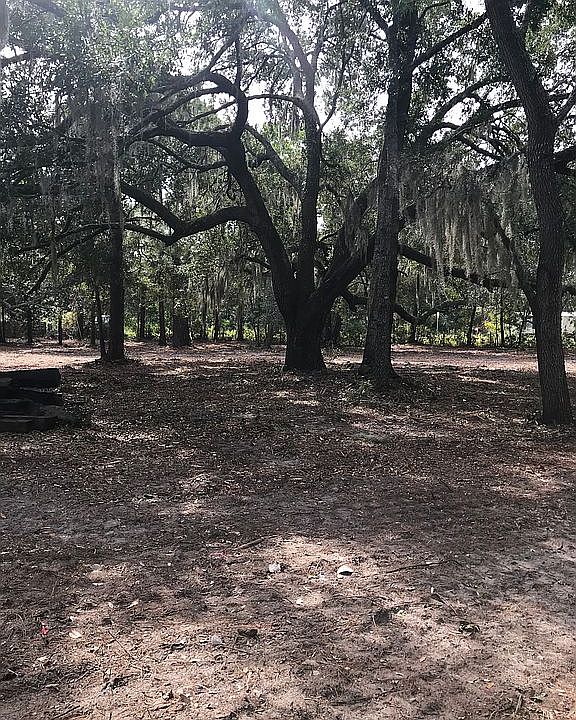 Nice oaks on 1.67 AC