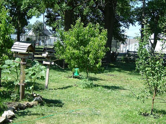 Back yard - left side