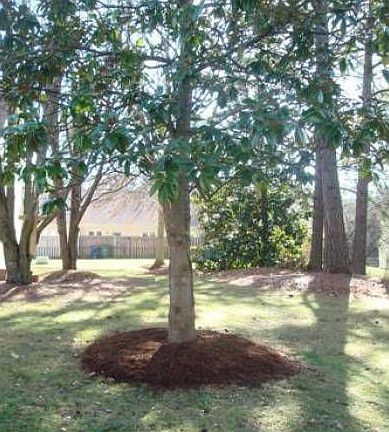 Tree in front yard