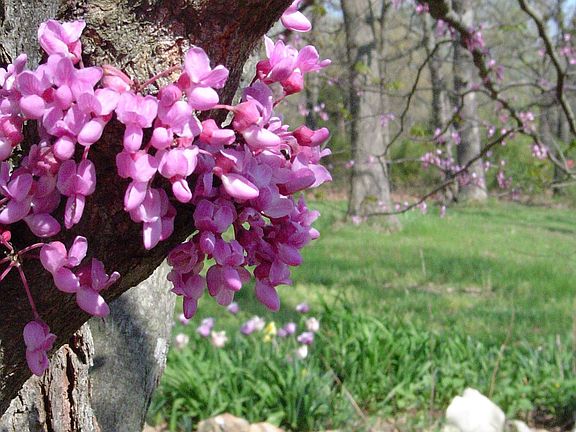 Redbuds and tulips in bloom right out the front door