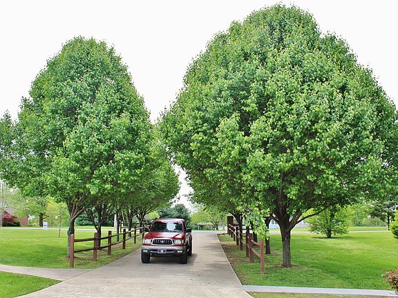 3rd image of 407 Deepwood Trl