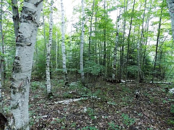 5th image of Chippewa Trl