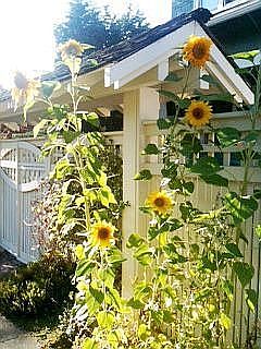 Summer Sunflowers