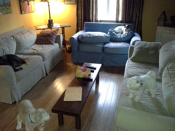 very comfortable living room