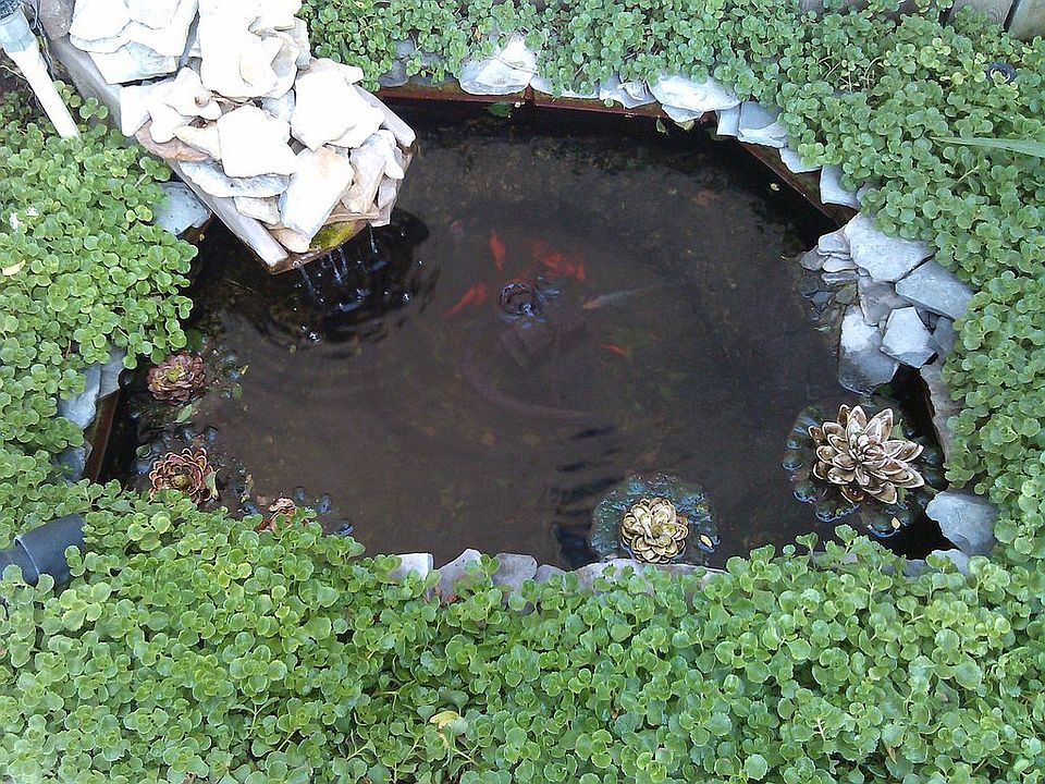 Front Yard Small Pond