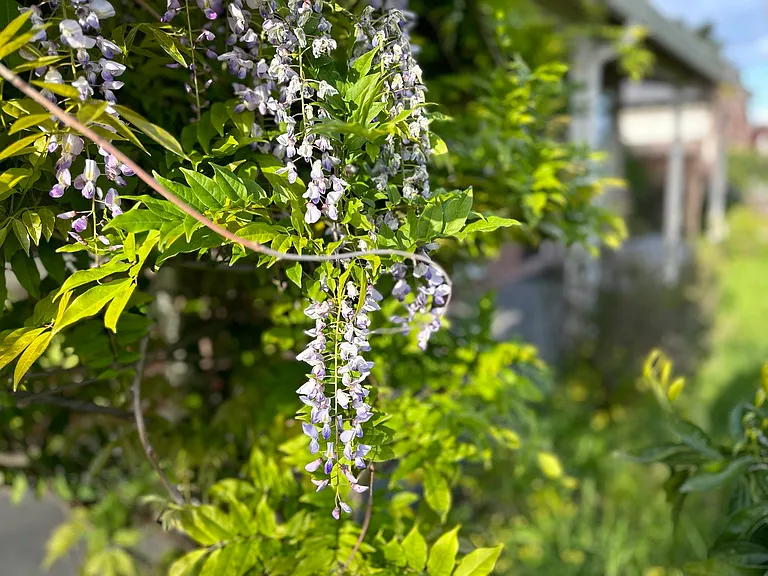 Frontyard