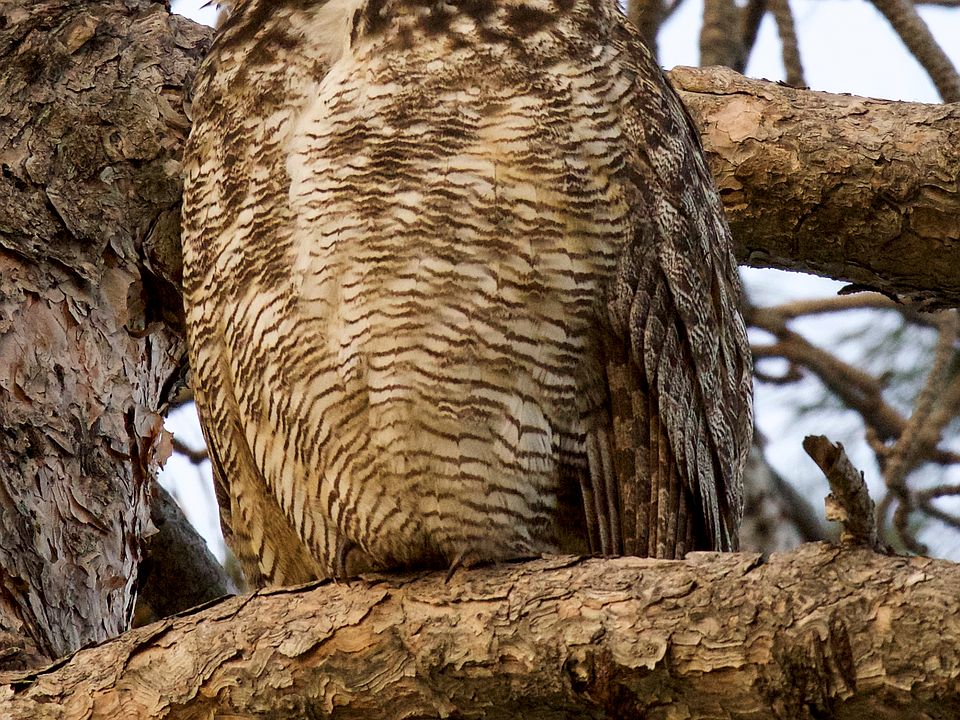 Owl in Ponderosa Pine