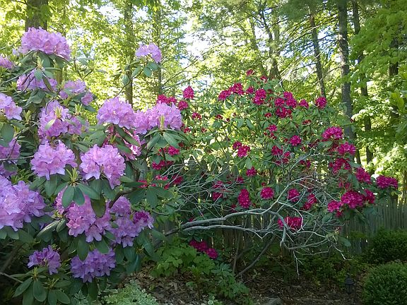 rhododendron fence line