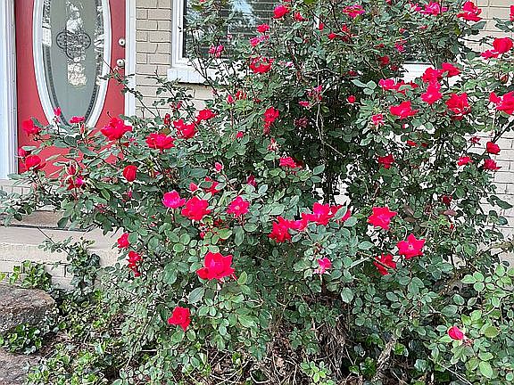 Knockout roses in front