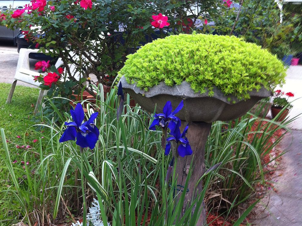 Garden through front walkway