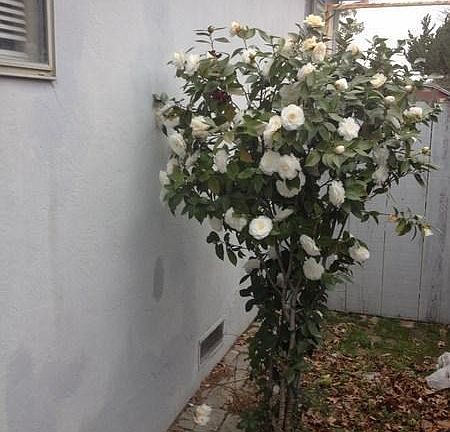 4th image of 1731 W Lodi Ave