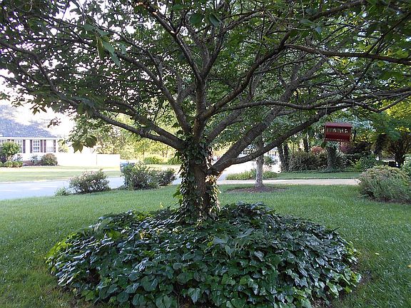 front yard view