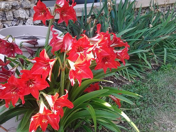 Lilies begin blooming in Apr