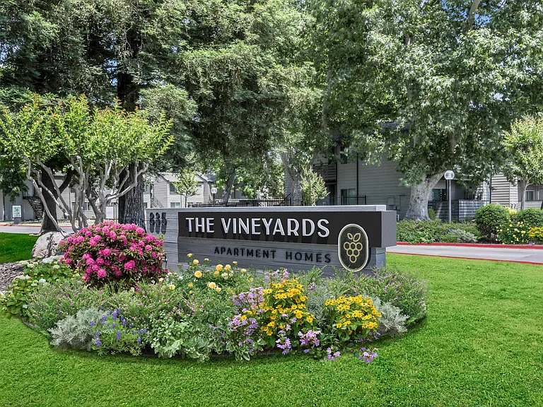 Vineyards — Photo 1