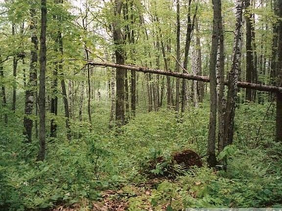 5th image of Xxx Woods Trl