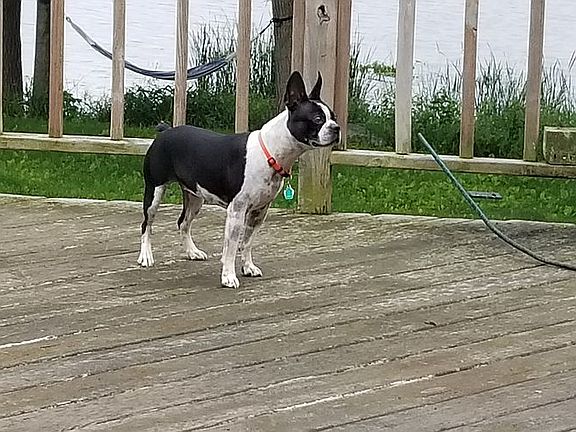 Huge Deck for Spoiled Dogs