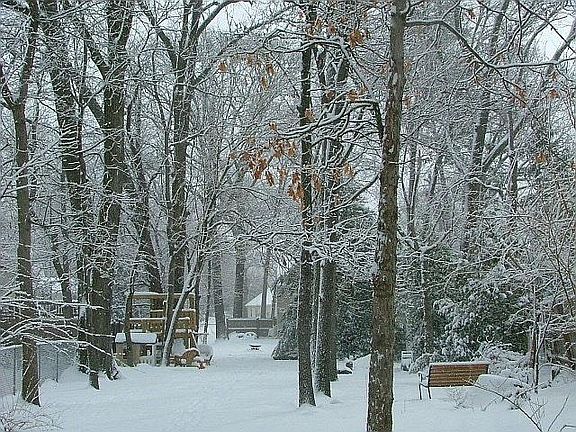 photo from backyard facing back of house