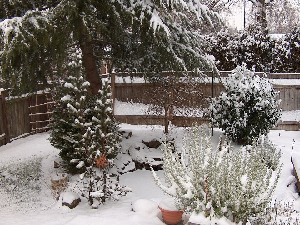 Snow Covered Pond