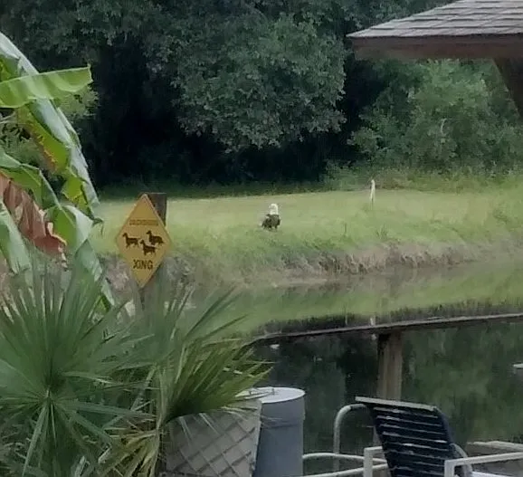 Our resident eagle