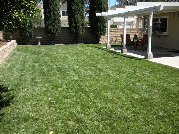 Back Yard