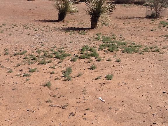 3rd image of 1351 Javelina St