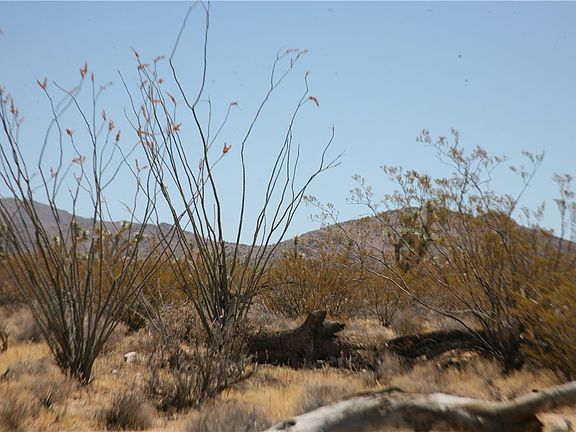5th image of 122-10-005 Tortoise