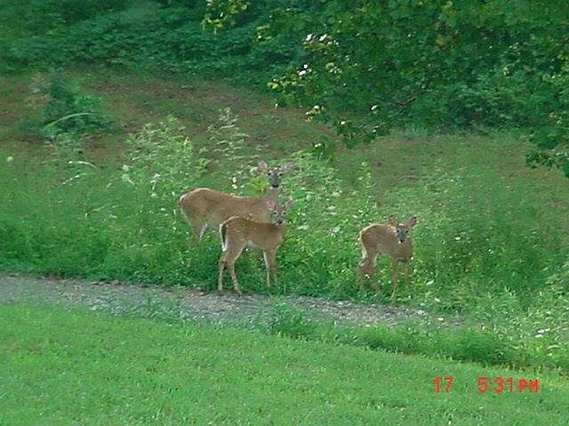 2nd image of 475 Hutcheson Rd