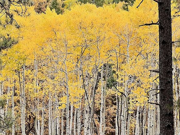 Lookout Mountain Ranch 5 Of 54