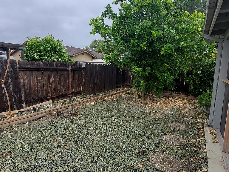 Backyard with lemon tree