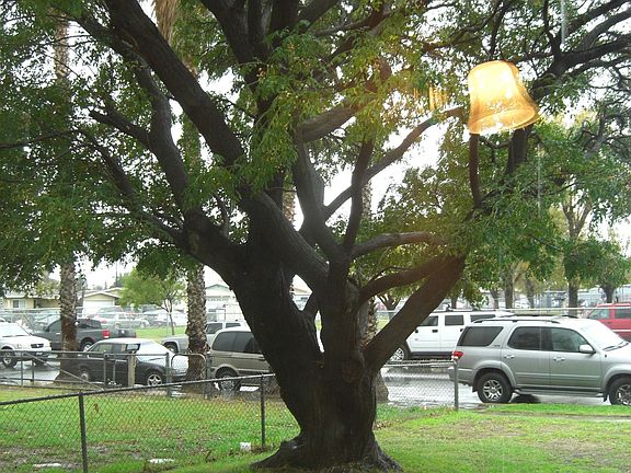 Front yard
