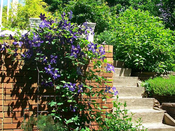 Color and fragrance blooms