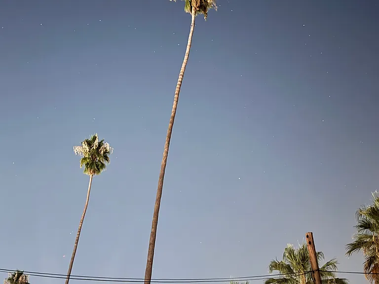 Beautiful palm tree lined street