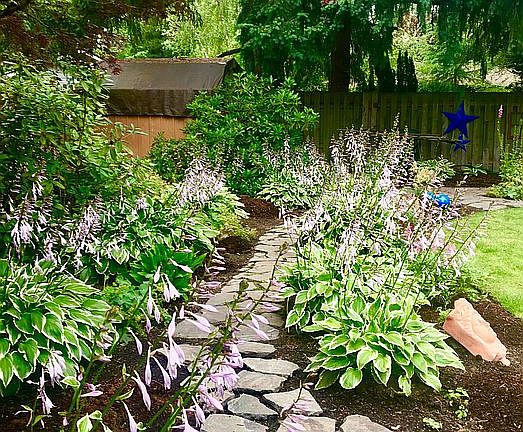 Hosta pathway!