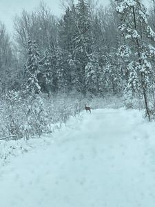Muskrat Rd, Rogers City, MI, 49779