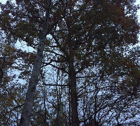 2nd image of Valley Road Place Acres #50