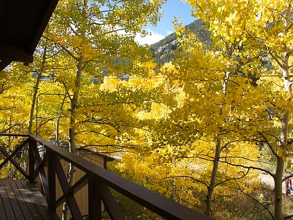 So many Aspens