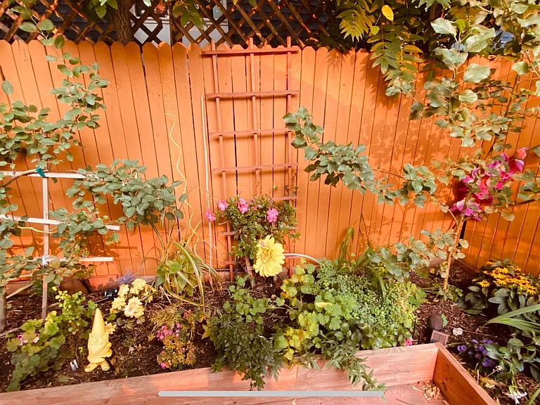 Back garden