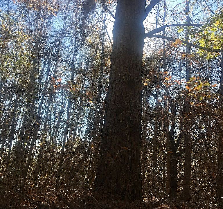 1st image of 2 Caney Valley Dr