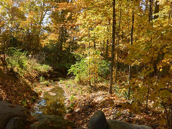 Creek Along Entrance Lane