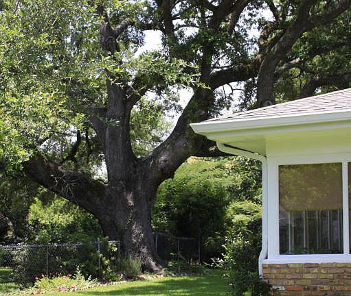 5th image of 114 E Azalea Dr
